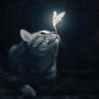 Avatar-login-luluita