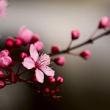 Avatar-login-sakura7